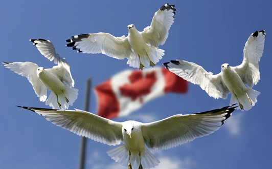 加拿大签证被拒原因分析，拒签后应对方法(1).jpg